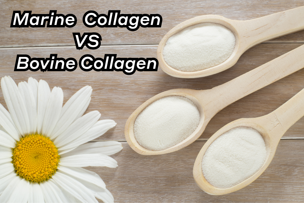 Marine collagen vs bovine collagen powders in wooden spoons beside a daisy on wood table